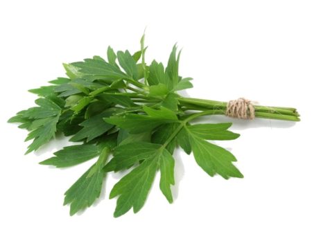 Smart Garden Lovage Seeds Online Sale