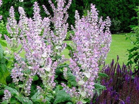 Clary Sage Essential Oil on Sale