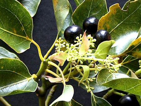 Camphor Essential Oil Online Hot Sale