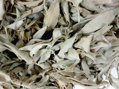 Loose White Sage - 1lb Online