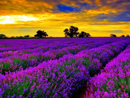 European Lavender Essential Oil Online