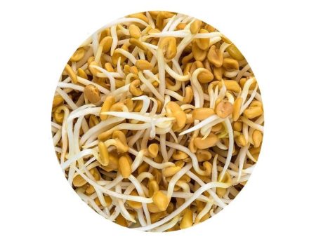 Smart Garden Sprouting Fenugreek Seeds Online now