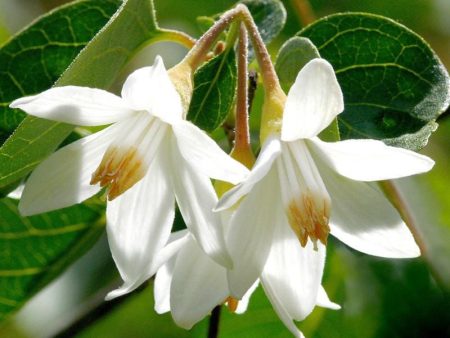 Benzoin Essential Oil Cheap