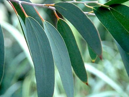 Eucalyptus Essential Oil Discount