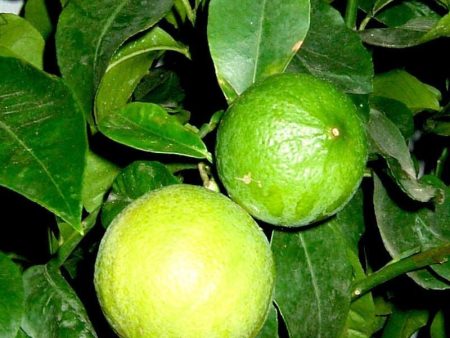 Bergamot Essential Oil Discount