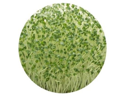 Smart Garden Sprouting Chia Seeds Online Sale