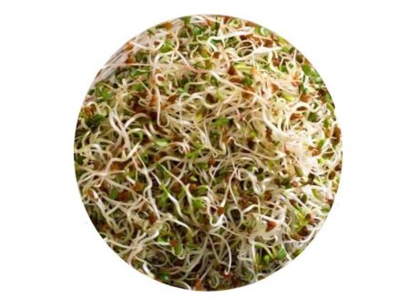 Smart Garden Sprouting Alfalfa Seeds For Cheap