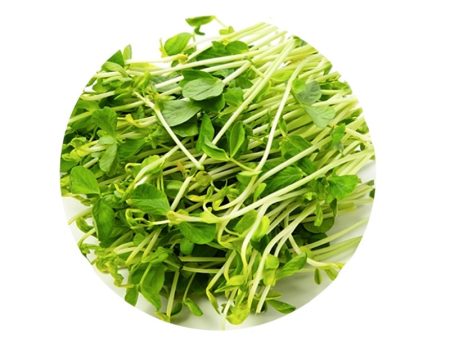 Smart Garden Sprouting Snow Pea Seeds Sale