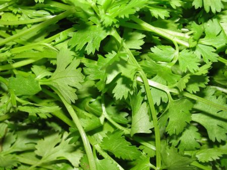 Coriander Essential Oil Discount