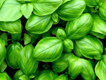 Basil Essential Oil Supply