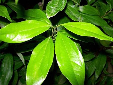 Cinnamon Leaf Essential Oil Online